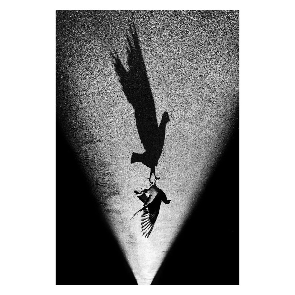 This Street Shot was taken by @_storysofar_ 
We want to see all genres of Street Shots. Please continue to use #ssicollaborative and follow @streetshotsinternational for the chance to be featured.
#StreetPhotography #monochrome #blackandwhite #bnw #lightandshade #pigeon #Shadow