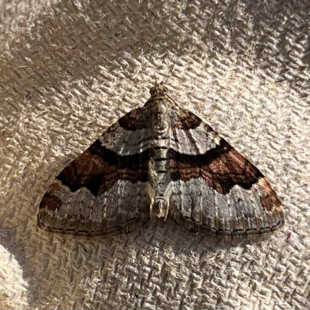 #cofnodyrwythnos #recordoftheweek is this Flame Carpet Moth (Xanthorhoe designata) recorded by Graham Parry in Ceredigion. Diolch i chi am eich cofnod. Thanks for your record.
Enter your records via the #LERCWalesApp or through the link in our bio #wwbic #ceredigion #lepidoptera