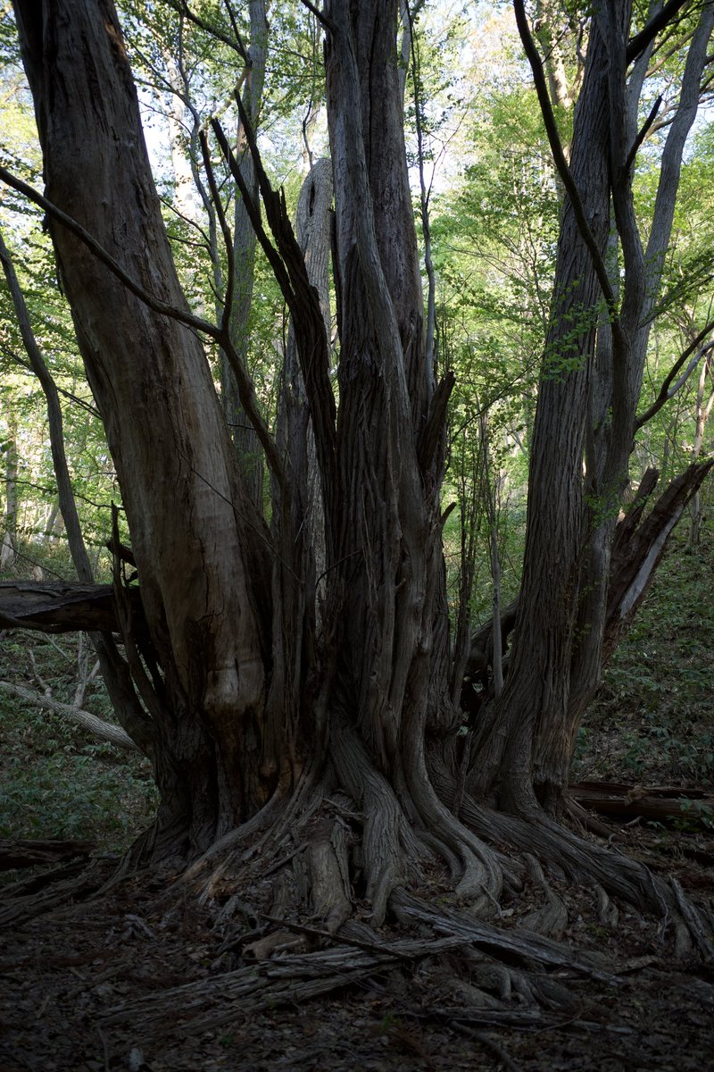 自然パワ〜
#RICOH #GR