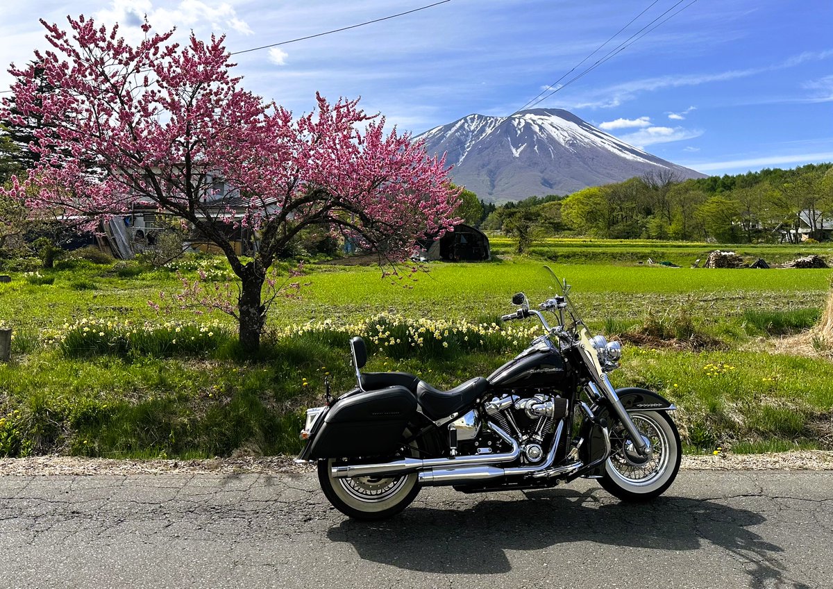 #バイクに乗れないので写真で気を紛らわす

明日からやっと乗れます！＼(^o^)／

ｷｮｳﾊ ｼｬｼﾝﾃﾞ ｶﾞﾏﾝｶﾞﾏﾝ… ٩(ˊᗜˋ*)و

 #ハーレーダビッドソン 
 #バイク乗りと繋がりたい
 #バイク好きと繋がりたい