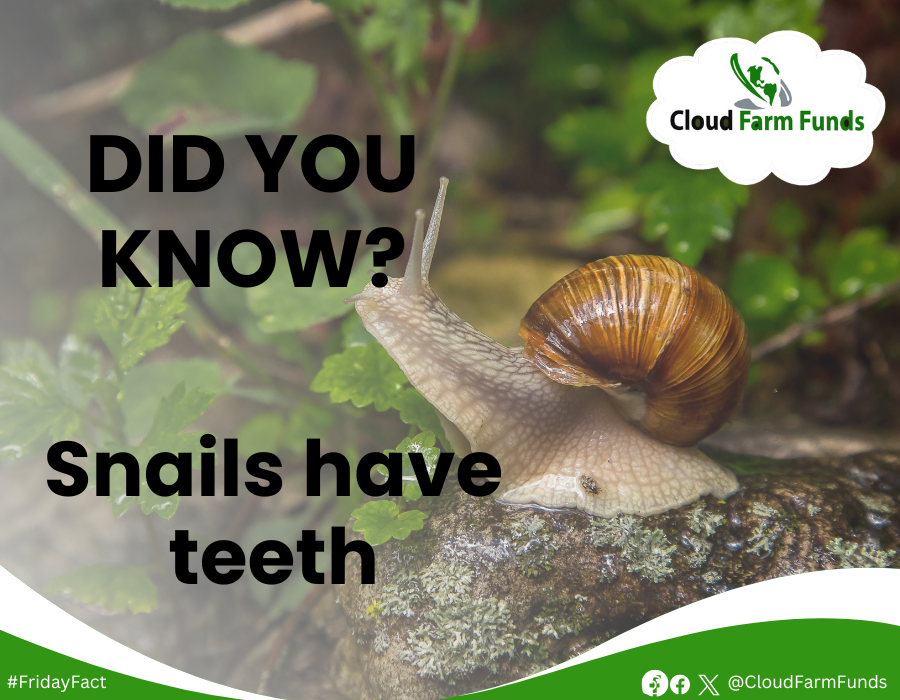 Did you know?

Snails have teeth. 

#Cloudfarmfunds
#FridayFact