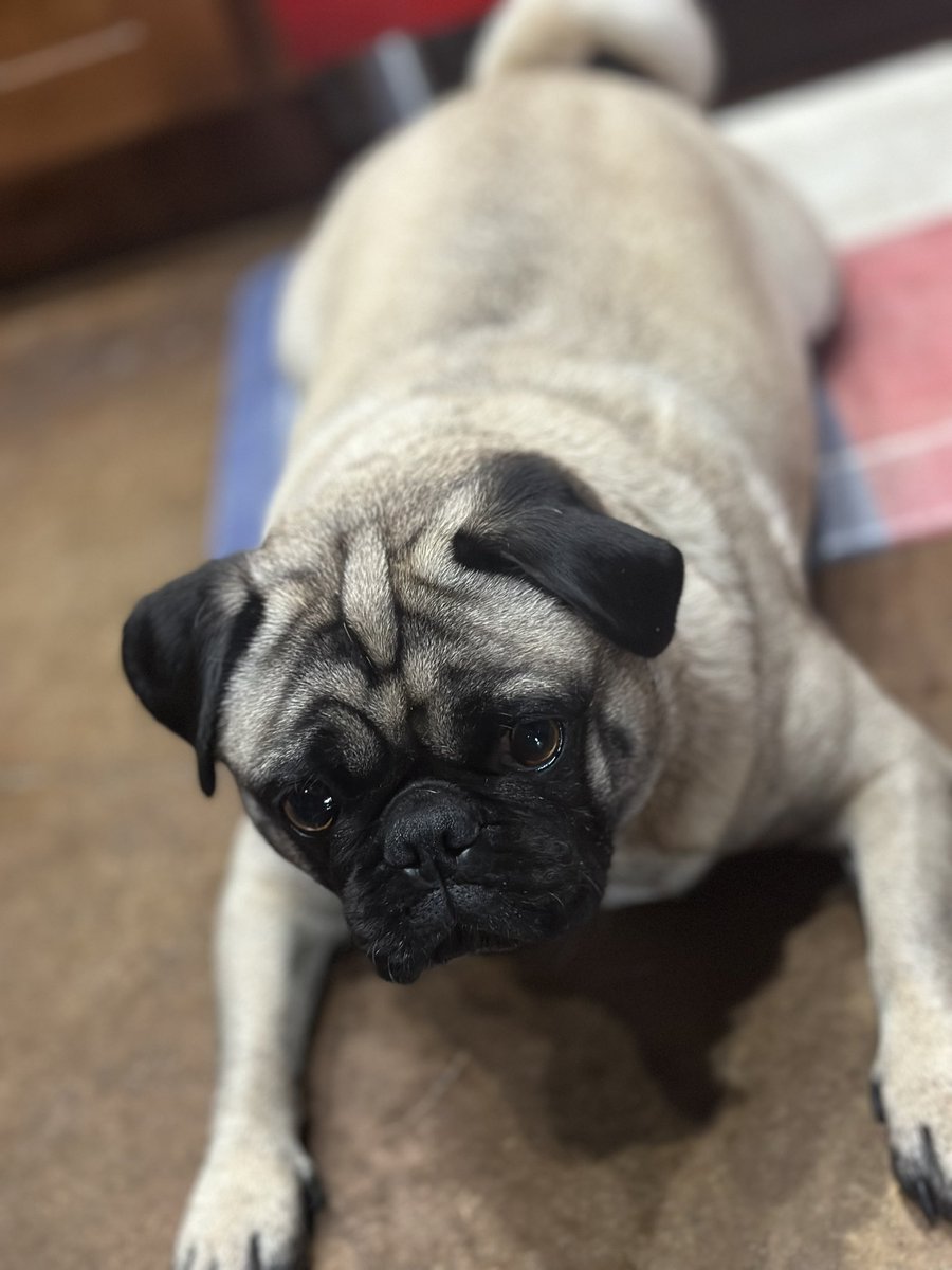 Hey #pugtalk friends! Please keep #PenelopeeThePug in your thoughts and paw-rayers today. She is having surgery to remove a large stone from her bladder 😢 🙏🏻 🐾 ❤️