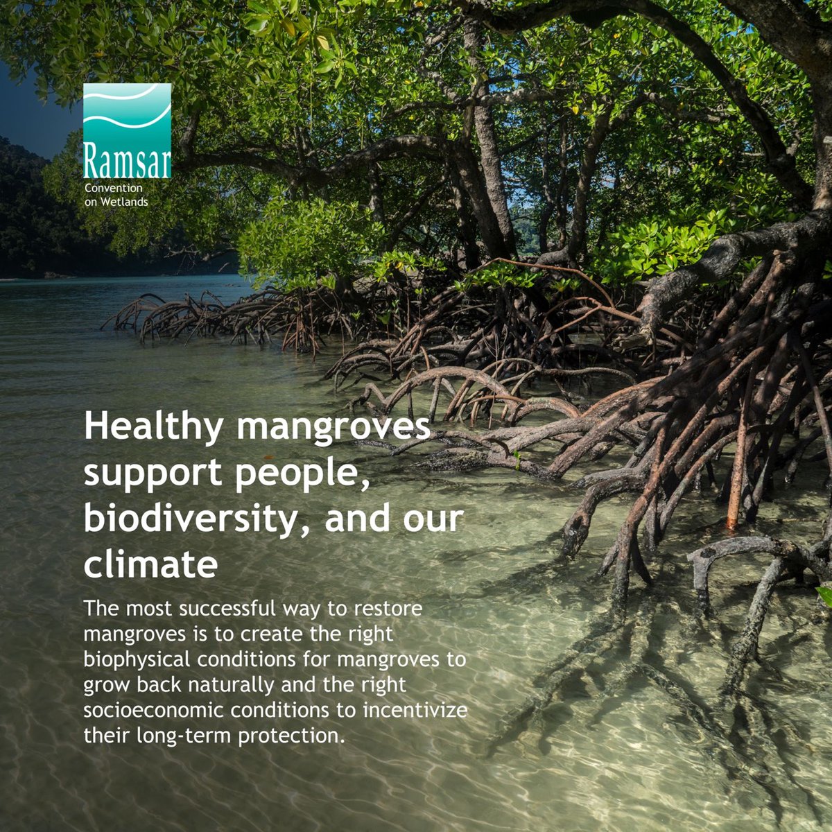 Mangroves support the livelihoods and wellbeing of hundreds of millions of coastal inhabitants around the world, provide food security, sequester and store large quantities of carbon, regulate water quality, and protect the coast.

➡️ mangrovealliance.org/best-practice-…