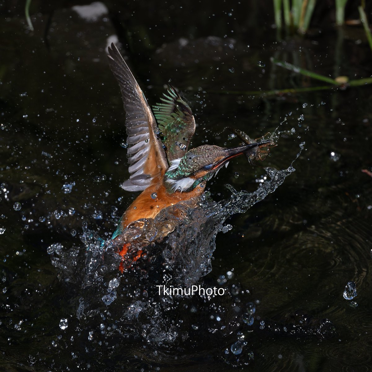 最新レンズのZ663をお試し。
オートフォーカスも解像度も文句なしです。
飛び込み写真を量産です。

Nikon Z8
NIKKOR Z 600mm f/6.3 VR S

#かわせみ #カワセミ #翡翠 #kingfisher #best_birding_japan #Nikon #Z8 #nikoncreators #野鳥 #野鳥撮影 #水しぶきの魔術師