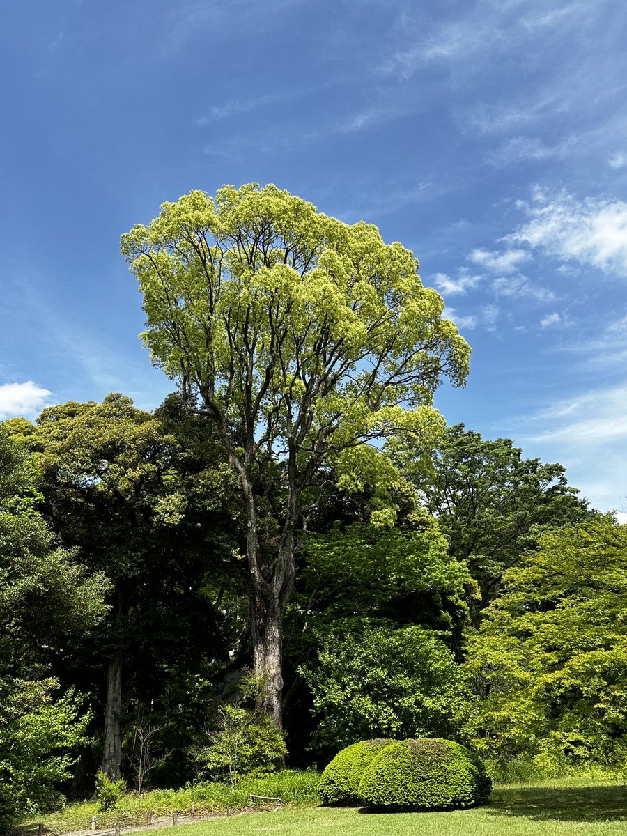 六義園 @東京都文京区

昨日は駒込駅を中心に、旧古河庭園と六義園をハシゴ🪜

徳川綱吉の時代に、川越藩主 柳沢吉保による築園との説明書きに縁を感じたり

ツツジが終わりを迎えてたので少々残念でしたが御庭は綺麗でした！