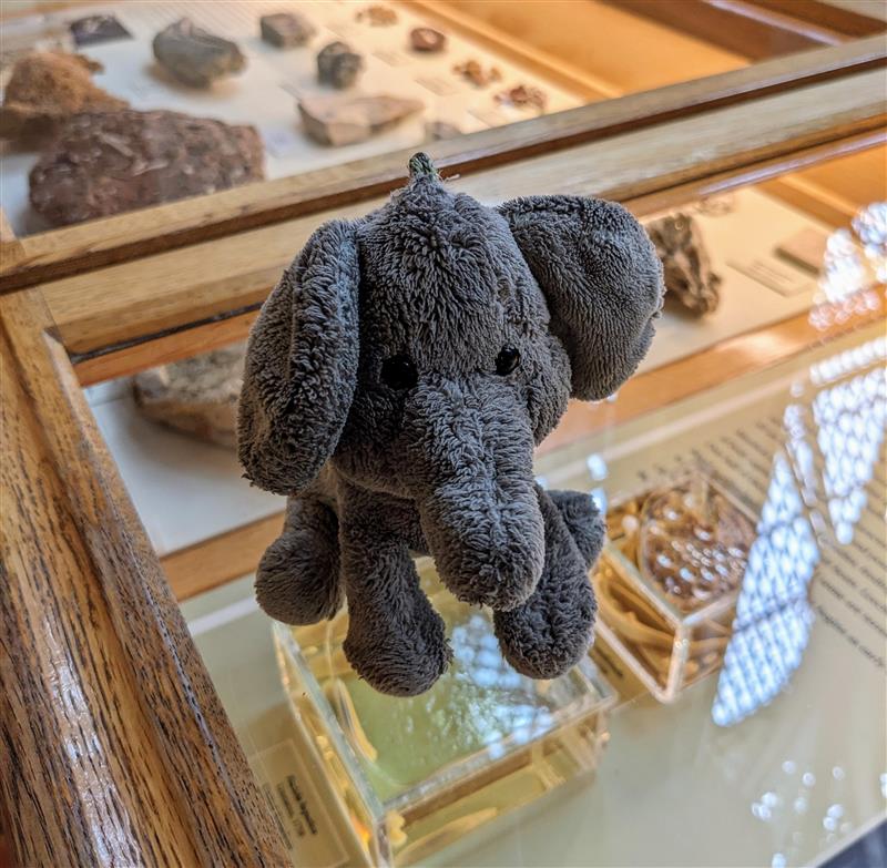 #Lost If anyone is missing this little elephant which was found in the museum yesterday, he is being well cared for while he waits to be reunited with his family!