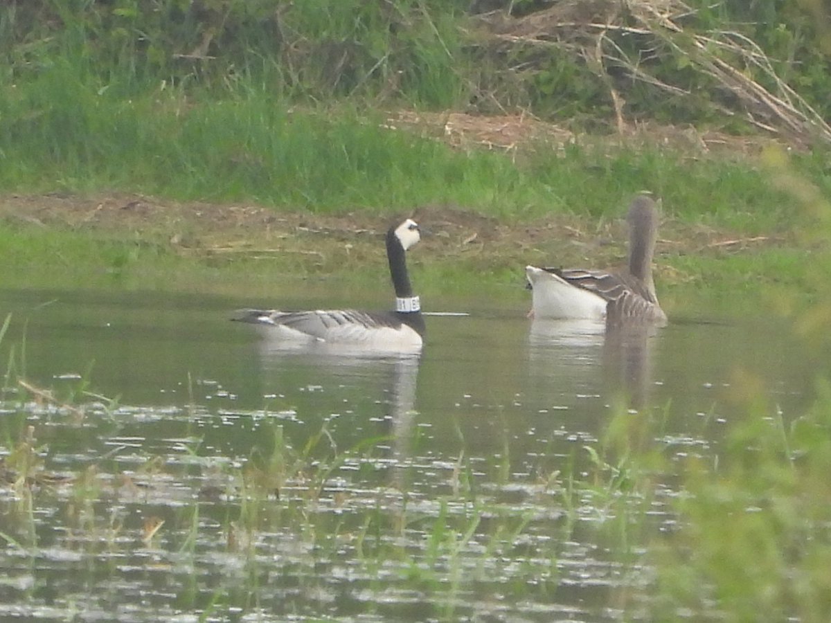 3 (2 drakes) Garganey on the scrape at Bank Island. @LDV_NNR @YorkBirding Also one of the Scorton Barnacle Geese (B91) before heading NW back home. Last reported in Germany in February! @KaneBrides