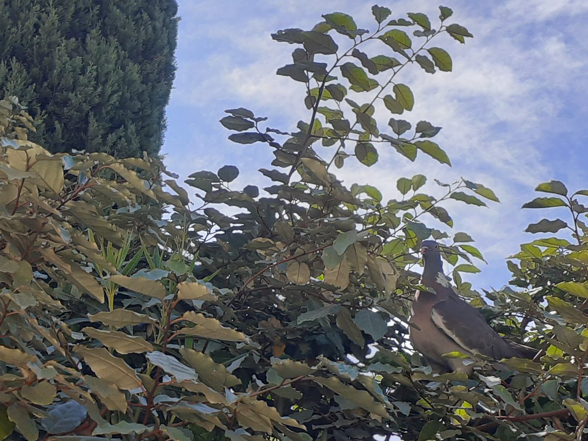 Bonjour à tous pigeon qui a fait son nid❤️