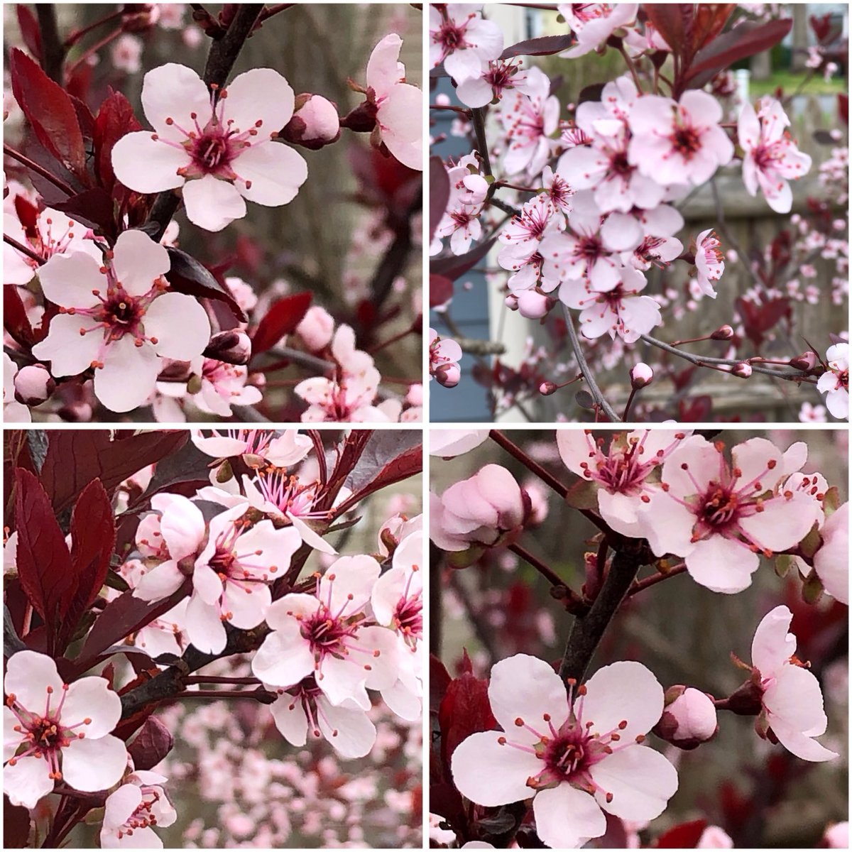 A few more #prettypink #sandcherry #spring #blossoms for this #FlowersOnFriday 
#mygardening 
#flowerphotography 
#flowersoftwitter #gardeningtwitter #gardeningx