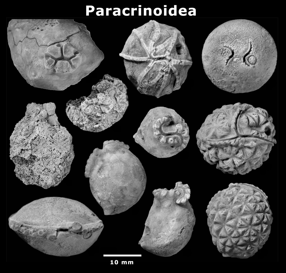Quantitative assessment of the enigmatic paracrinoids onlinelibrary.wiley.com/doi/10.1111/pa… @MorphoBank @ZENODO_ORG #FossilFriday