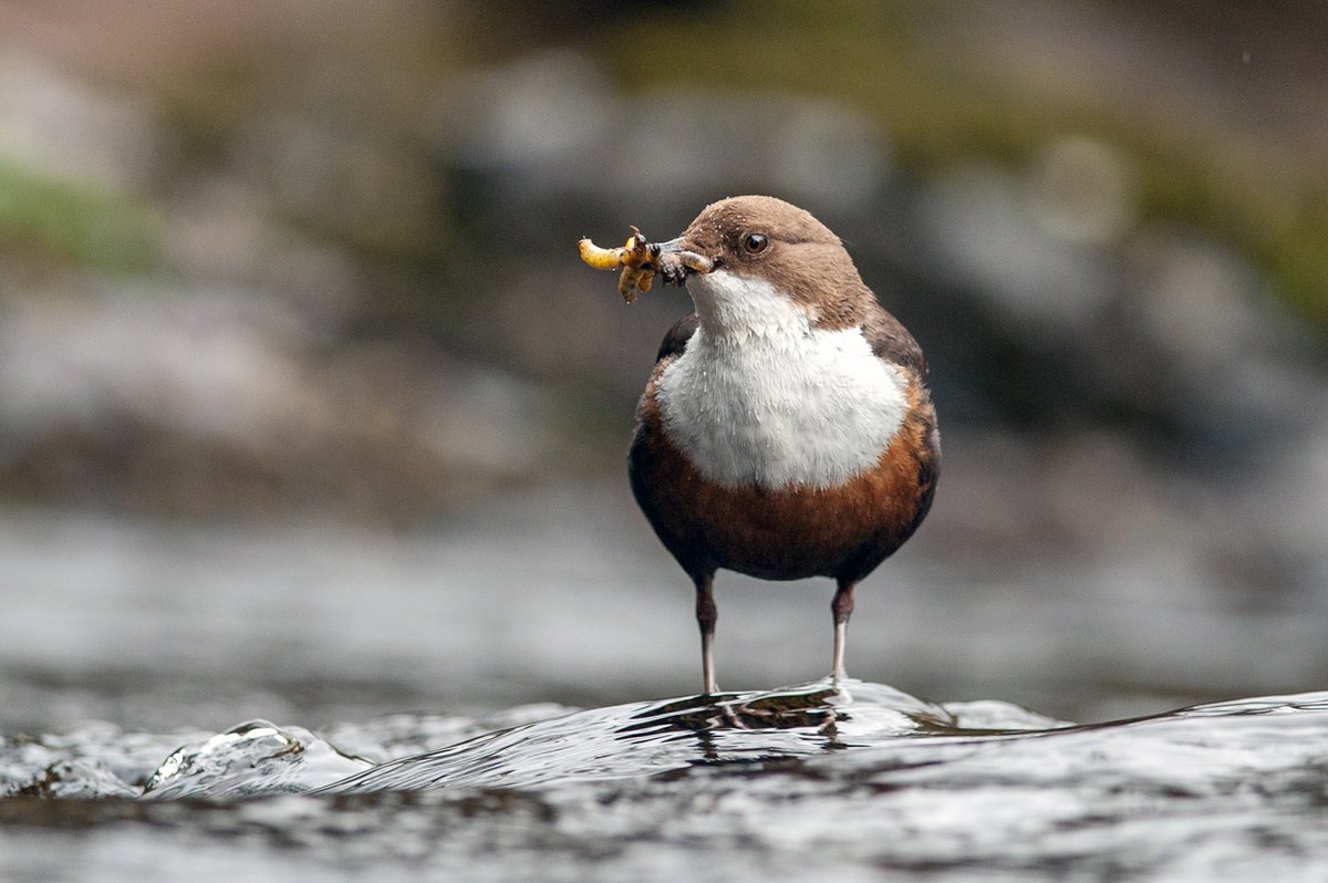 Are you taking part in #BigRiverWatch this weekend? 🔍 Rivers are a vital habitat for many species & if you enjoyed your survey, why not sign up to our Waterways Breeding Birds Survey too? 🦆 Discover how to get involved ➡️ bto.org/our-science/pr… 📷 Dipper © Sarah Kelman / BTO