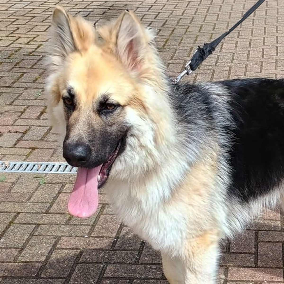How about a bit of good news on a Friday? This boy has just gone to a loving new home – wish him luck! #RescueDogs #GermanShepherd