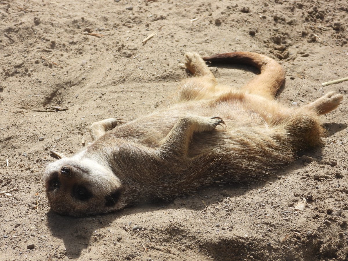 ☀️ #SunDay on a Friday?! ☀️ Our Meerkats won't pass up any opportunity to bask in the beautiful sunshine! 🌞 #SupportingConservation #WelshMountainZoo #NationalZooOfWales #Eryri360 #NorthWales #Meerkats