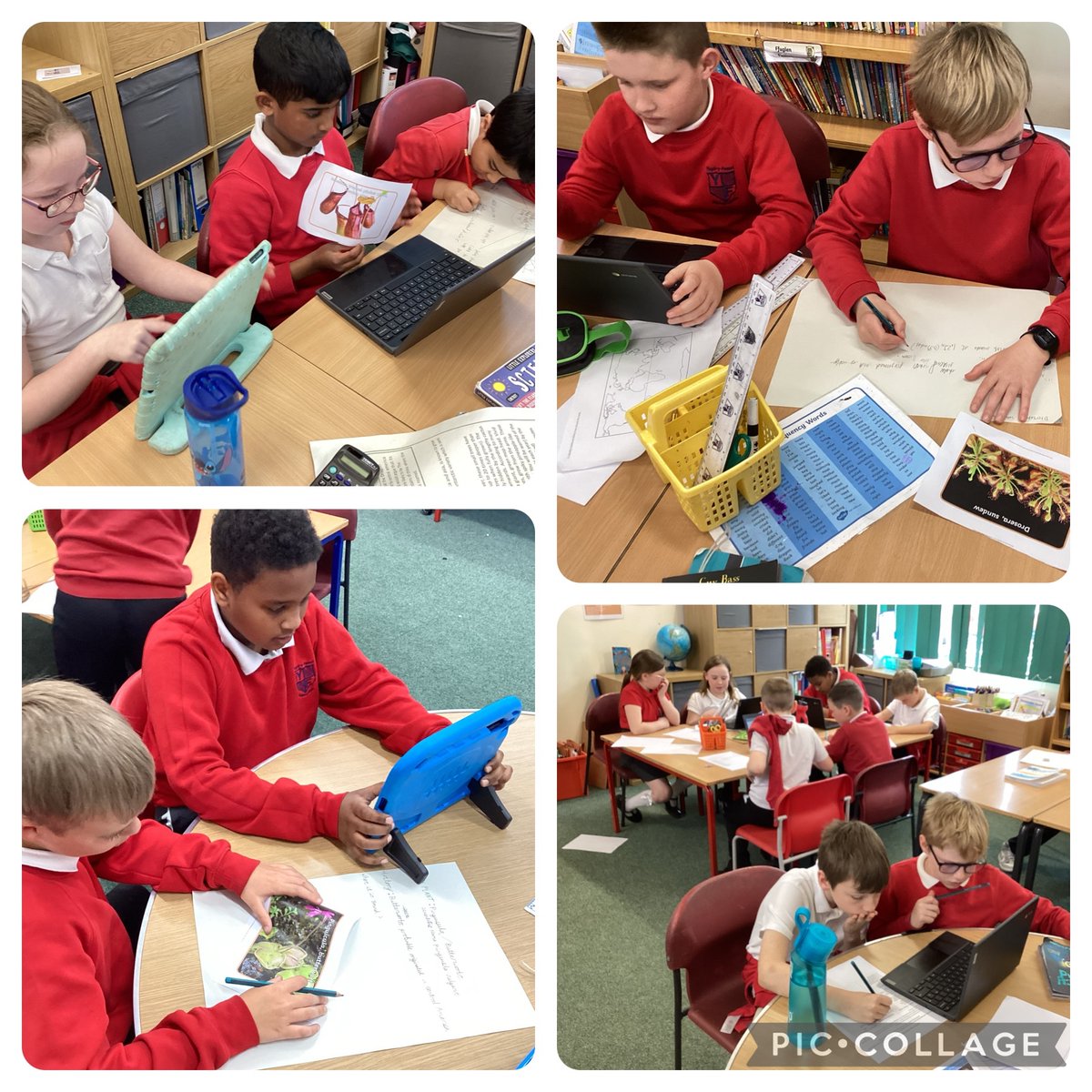 #DosbarthTryfan have been reading @TheBoyWhoGrewDragons by Andy Shepherd and we have been making our own plant information profile to go in the ‘World of plants’ book.