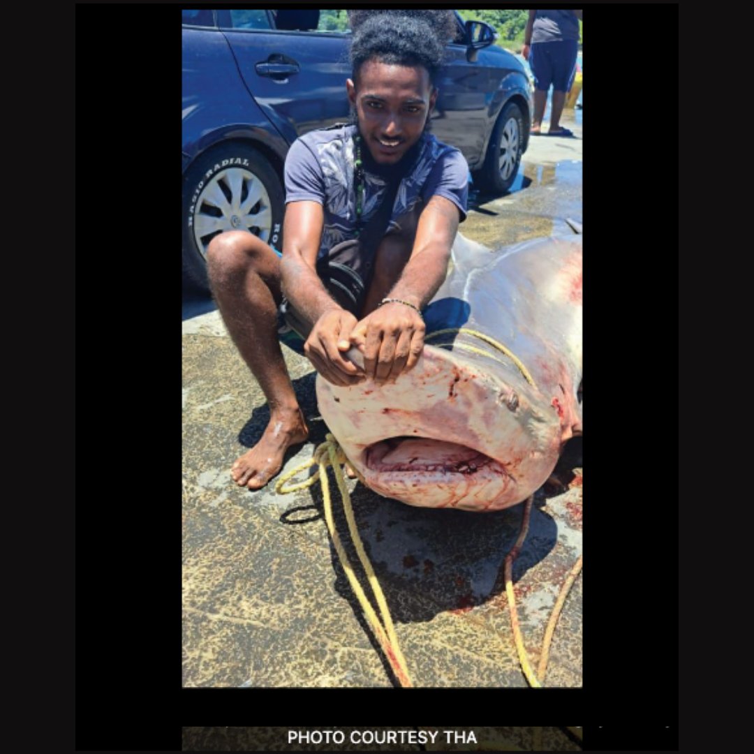 Shark attacks on humans are very rare. Humans slaughter sharks every day. Sharks are being killed in Tobago in revenge for an attack. The Tobago House of Assembly issued a $10,000 shark bounty, which was later recalled, but the killing continues: caribbeannationalweekly.com/news/sharks-be… 📷 THA