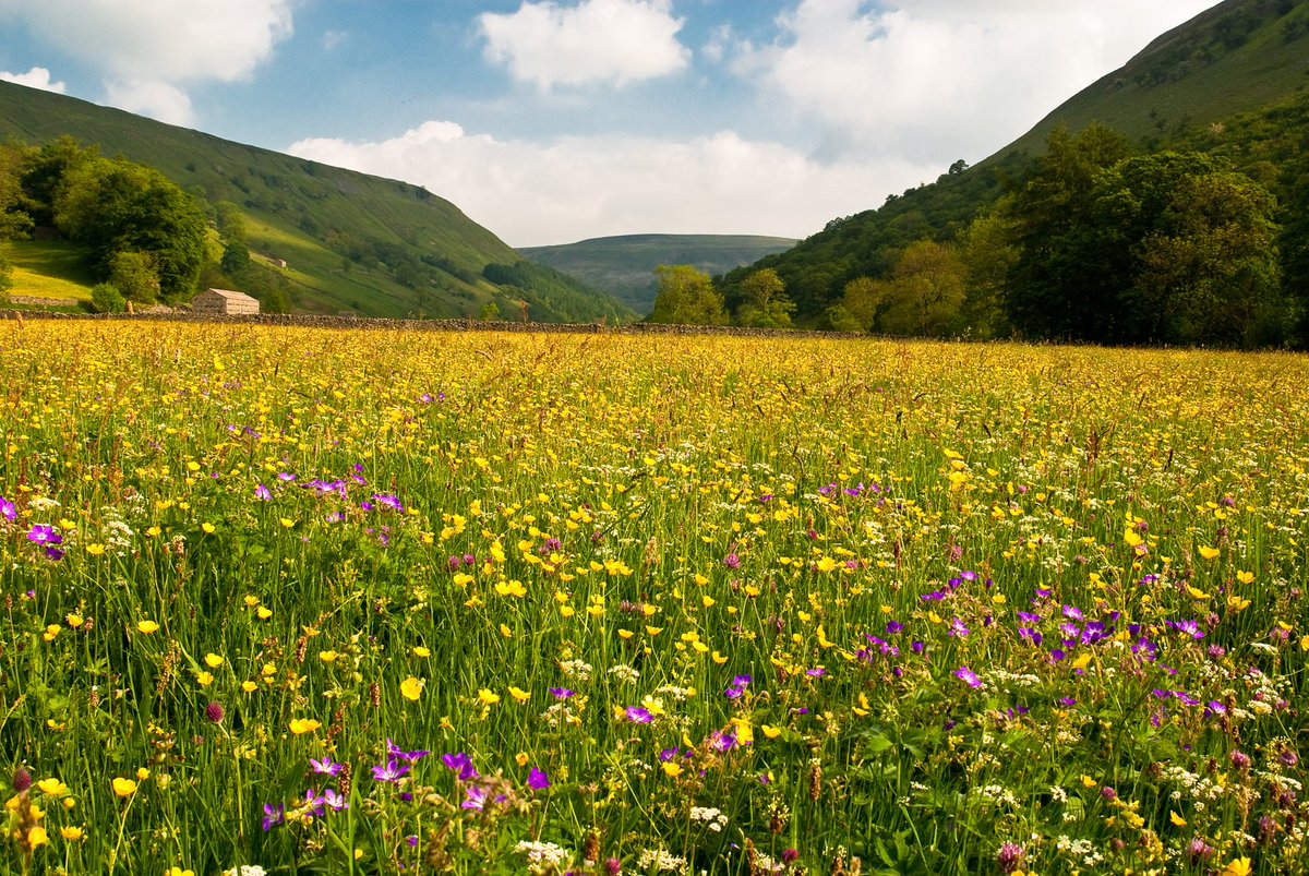 We’re marking #NoMowMay by putting a spotlight on one of the brilliant @ydmt projects we’re proud to support 🌿🌱🌸🌼 As our long-term charity partner, we’ve seen the benefits of YDMT’s Meadows and Pollinators scheme first-hand. The charity works closely with farmers developing