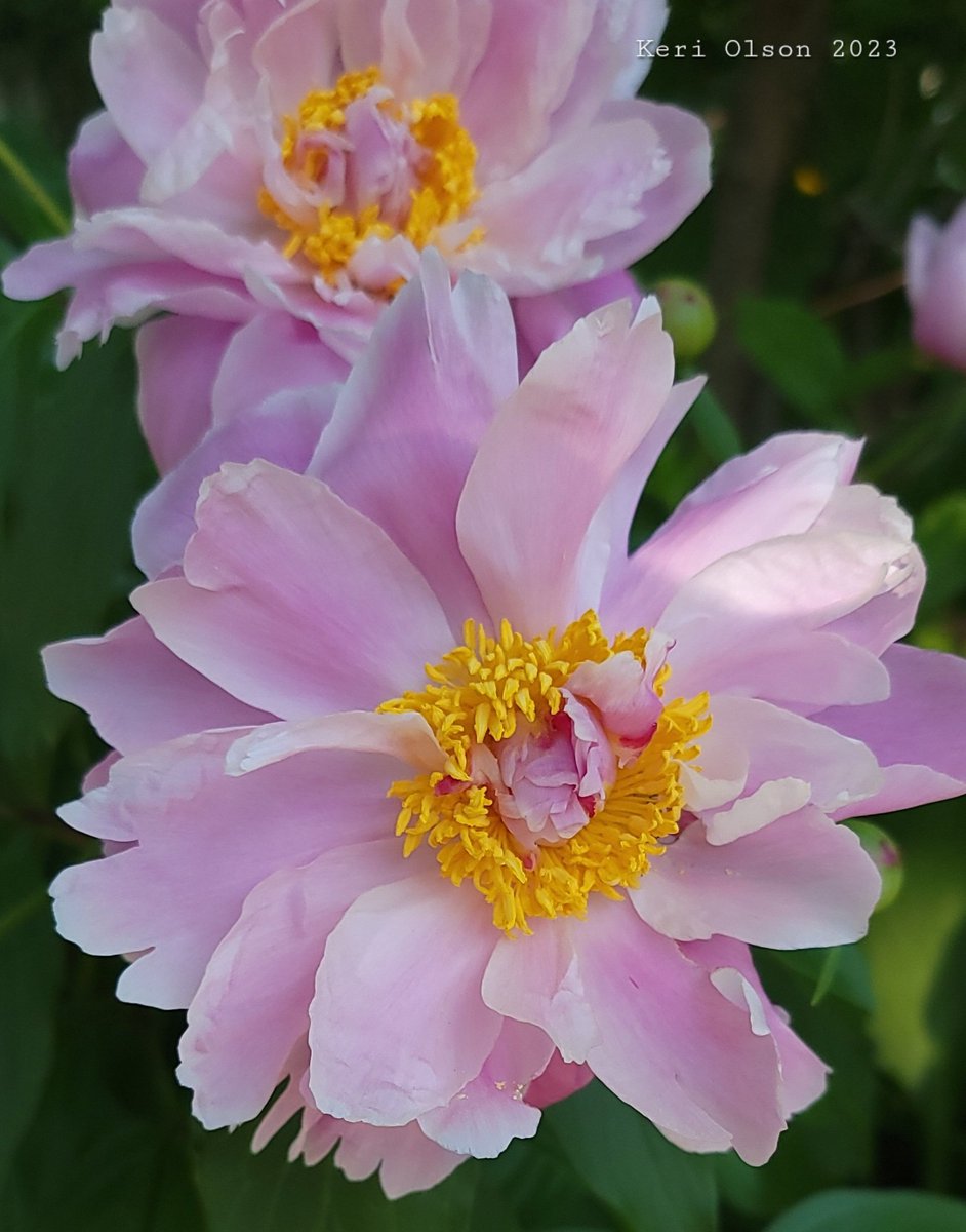 Happy Friday, friends! #FlowersOnFriday #flowerphotography #fridaymorning #JoyTrain