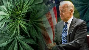 Biden Loosens Up on Weed 🇺🇸 #Cannabis 🌿 nytimes.com/2024/05/02/pod…