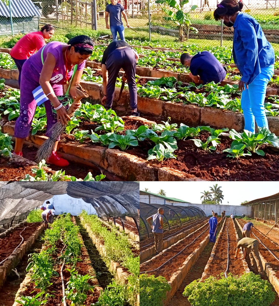 #GenteQueSuman aumentando la producción de viandas y hortalizas.