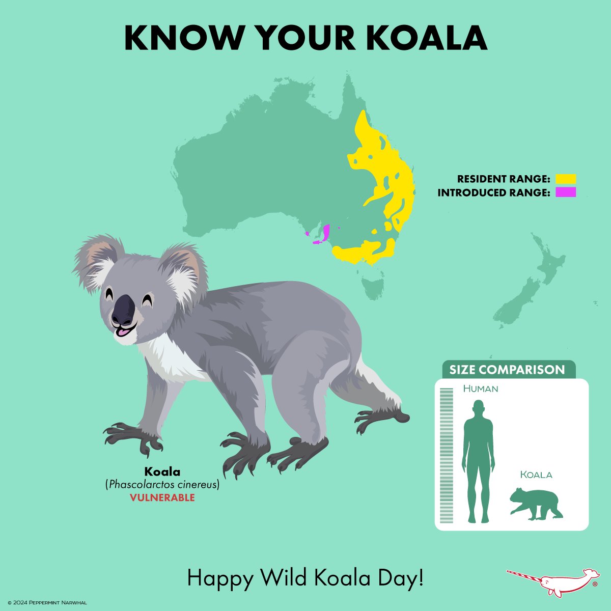 #WildKoalaDay #KnowYourKoala #Koala Merch: peppermintnarwhal.com/s/search?q=koa… & for More cool animal merchandise Shop #PeppermintNarwhal: peppermintnarwhal.com International Shoppers visit our store on Etsy: etsy.com/shop/Peppermin… #KnowYourPhascolarcto #KnowYourAnimals
