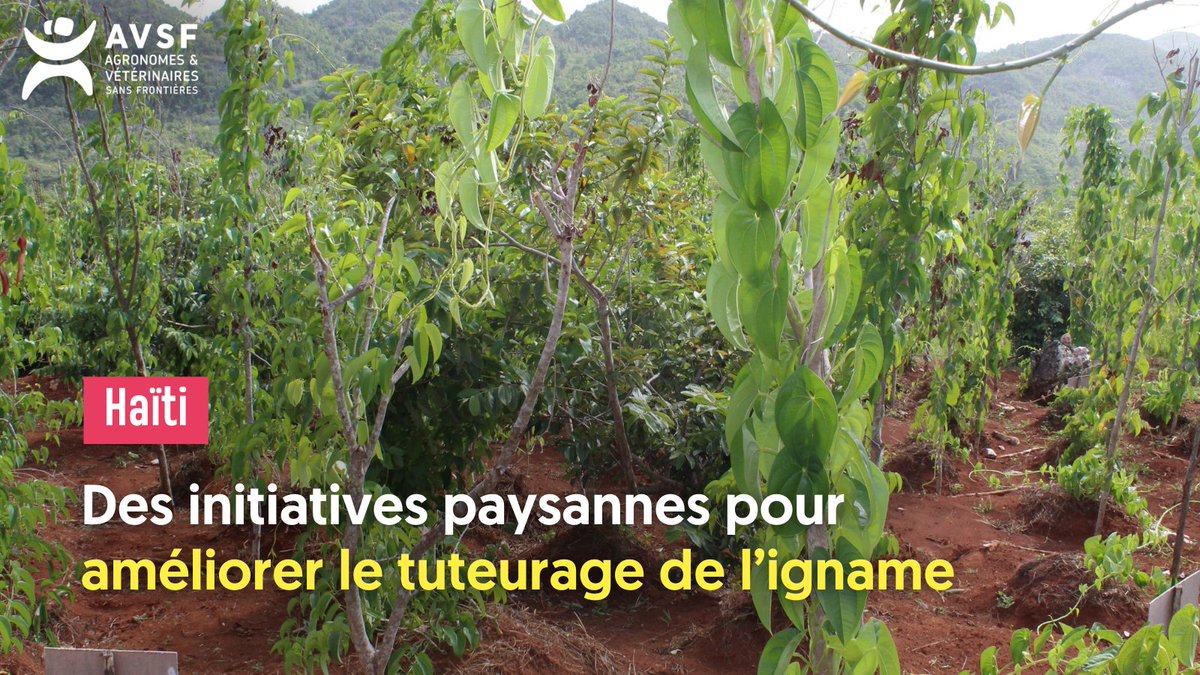 💡 Comment identifier collectivement des solutions face aux problèmes environnementaux dus aux pratiques traditionnelles de tuteurage de l’igname en #Haïti ? 🔎 Lire l'article : avsf.org/des-initiative… #agroecologie #environnement #deforestation