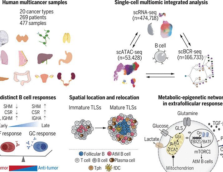 A blueprint for tumor-infiltrating B cells across human cancers @ScienceMagazine @Hegel00357002 @OncoAlert #MedX #cancer doi.org/10.1126/scienc…