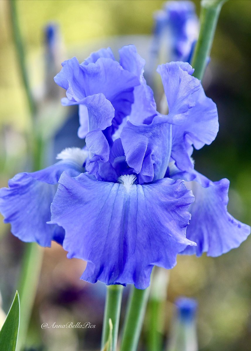 ‘Victoria Falls’ tall bearded iris is now putting on a spectacular spring show with her ruffled blue prolific blooms🩵 Wishing you all a very happy weekend🌿 #gardening #flowers