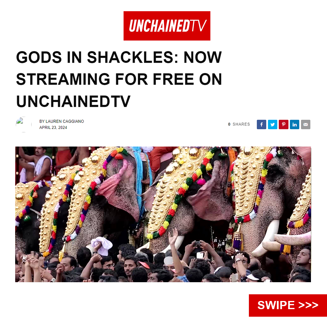 🎉🌟 MAJOR ANNOUNCEMENT! 🌟🎉 Get ready to experience the epic documentary 'Gods In Shackles' like never before—it's now available for FREE on @unchainedtv_! 🐘✨ 🔗 Watch now: unchainedtv.com/2024/04/23/god…