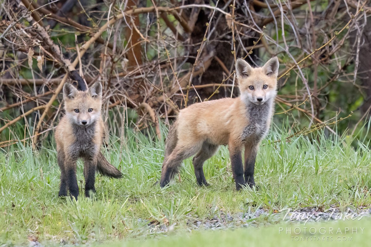 A double-dose of red fox kit cuteness for #FoxFriday. Everyone say it all together… “Aww…” So stinking cute, eh? 🦊

#fox #redfox #wildlife #foxkit #kit #Colorado #wildlifephotography #GetOutside