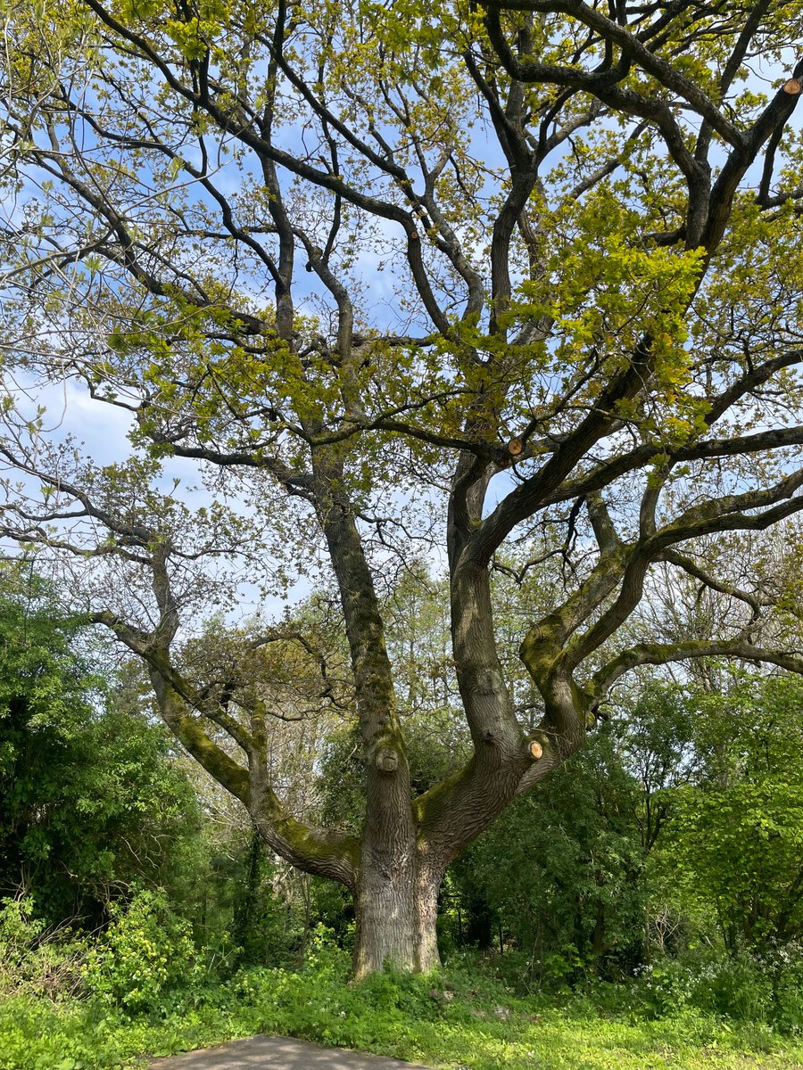 Tree of the day