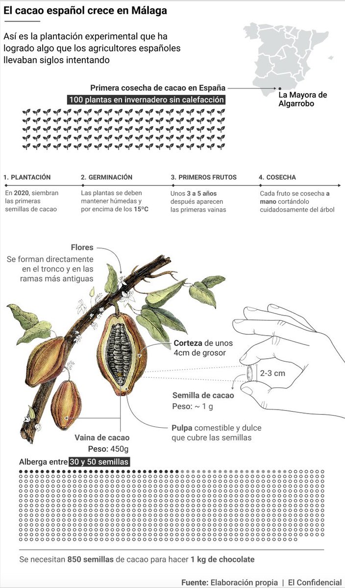 El cacao crece en España 🌱🍫 
Infografía para el tema de @guilleciro 
👇🏼
elconfidencial.com/tecnologia/cie…