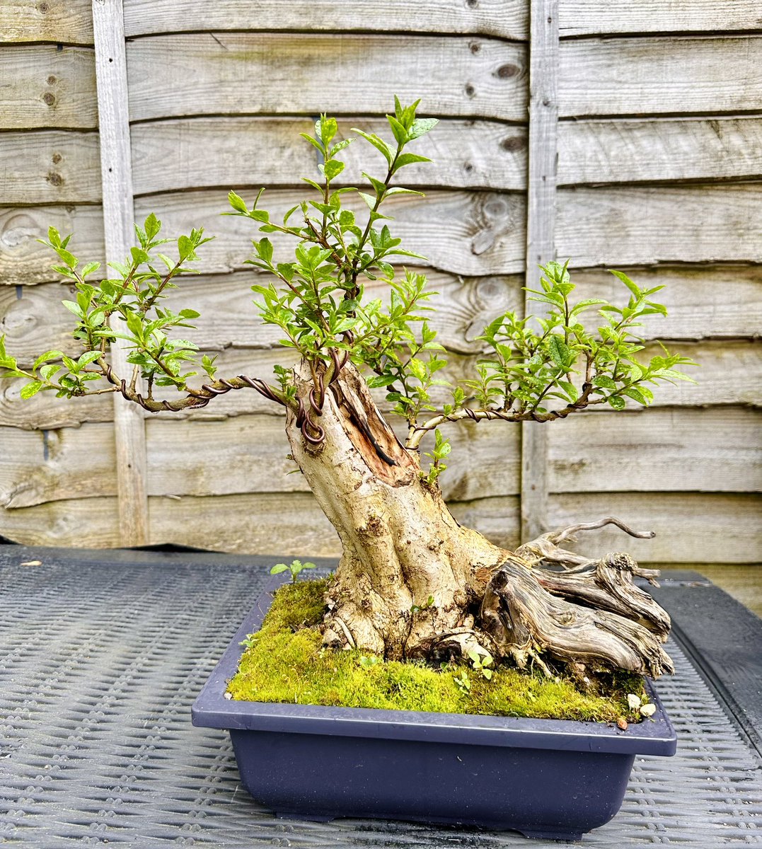 Privet bonsai. Hard as nails. Developed from a stump. It’s going to look incredible. #bonsai