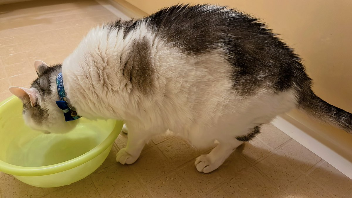めちゃおこ猫と風呂桶の水飲む猫