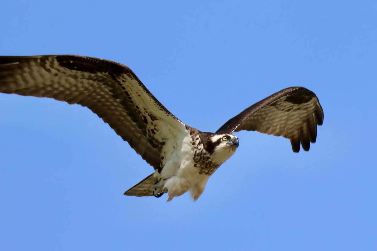 Friday osprey #CTNatureFans 
#MayMotionChallenge