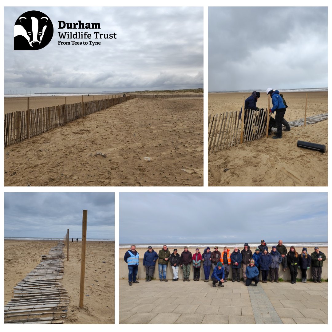 Our volunteers were at Seaton Carew last week to put up the fence around the nesting space ready for the return of the little terns! Our dedicated wardens and volunteers will be monitoring the birds over the summer, ensuring they have another successful breeding season!