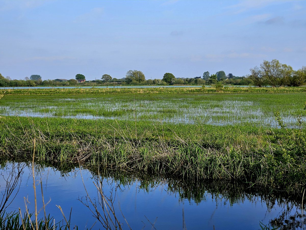 First Swifts of the year yesterday at wonderful Wheldrake Ings @LDV_NNR