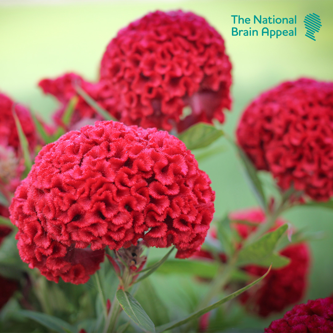Help us grow and bring our Memory Meadow to life by sharing stories, adding photos, and leaving a donation in memory of someone special. Once you share your story, we'll send you celosia cristata seeds to plant in memory of your loved one ❤️ nationalbrainappeal.dedicationpage.org/memorymeadow