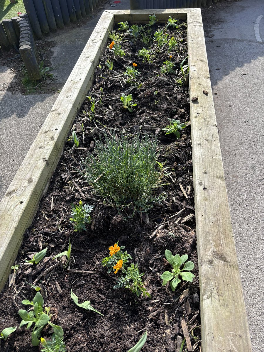 Gardening club, sun was shining, the frogs are out and we started with a little spring planting! @QuayVP @QuayPrincipal @DRETnews @RHSSchools @RHSBloom @schoolgardening
