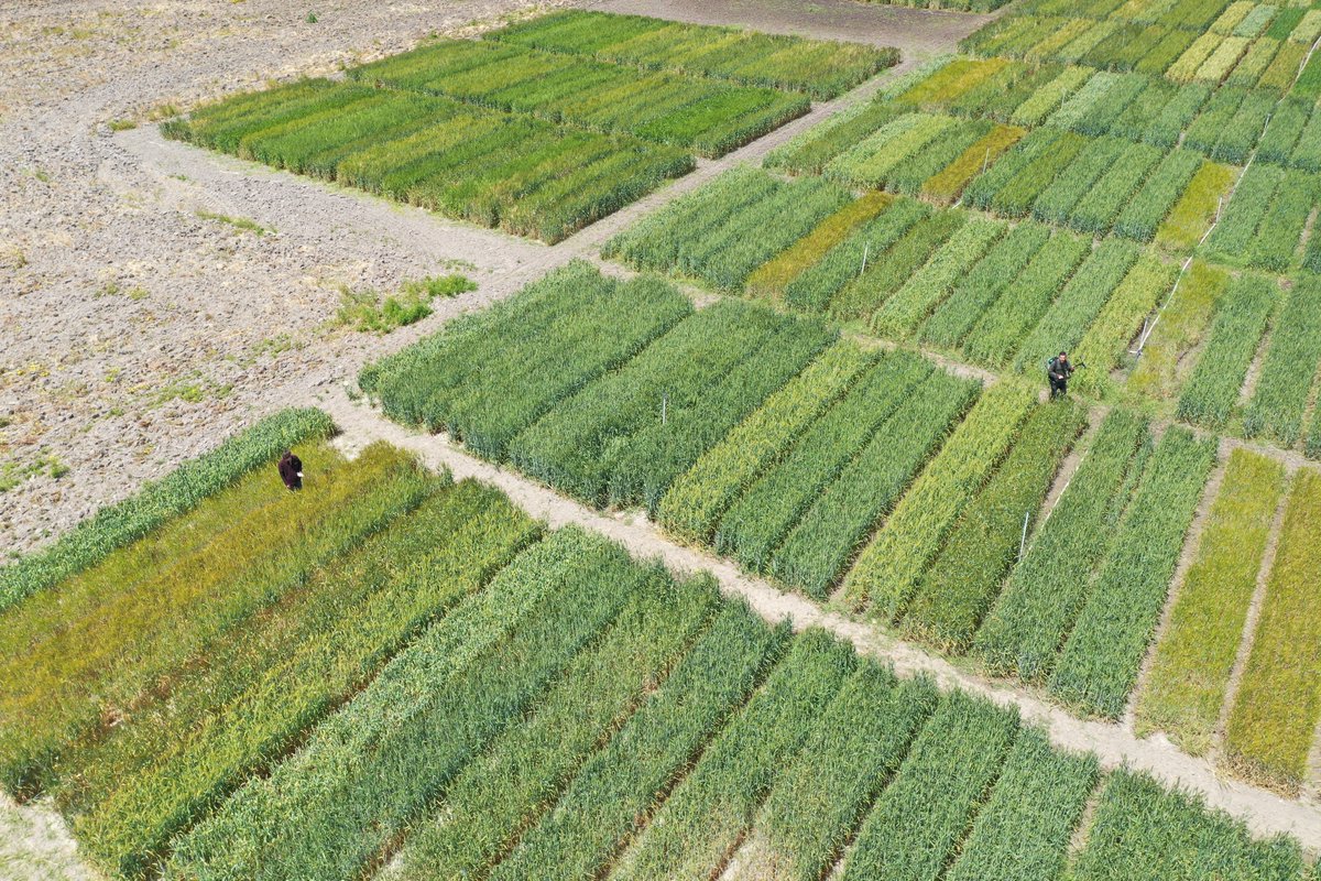 Field #phenotyping, team work!💪 Our trials in @INIAV_IP  #Elvas are entering grain filling period, which already shows a diversity of colours due to the differences between spike morphology/metabolism and/or their specific phenology 🟢🟡🟠🟤 @OmarVer53459480 @JoaoPMReis
