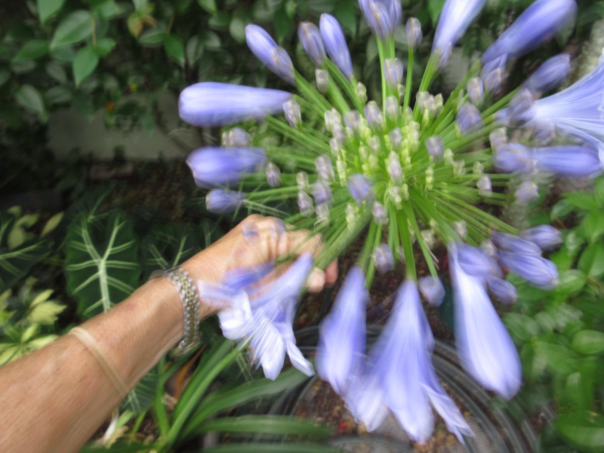 'There is no such thing as an ordinary flower' 
(author unknown) Please post a picture of a flower/any flower, if you wish. '#FridayFlowers This is a rather large AGAPANTHUS ( a/k/a Lily of the Nile ) bloom ;instead of multiple blooms, stem grew over 3ft tall!