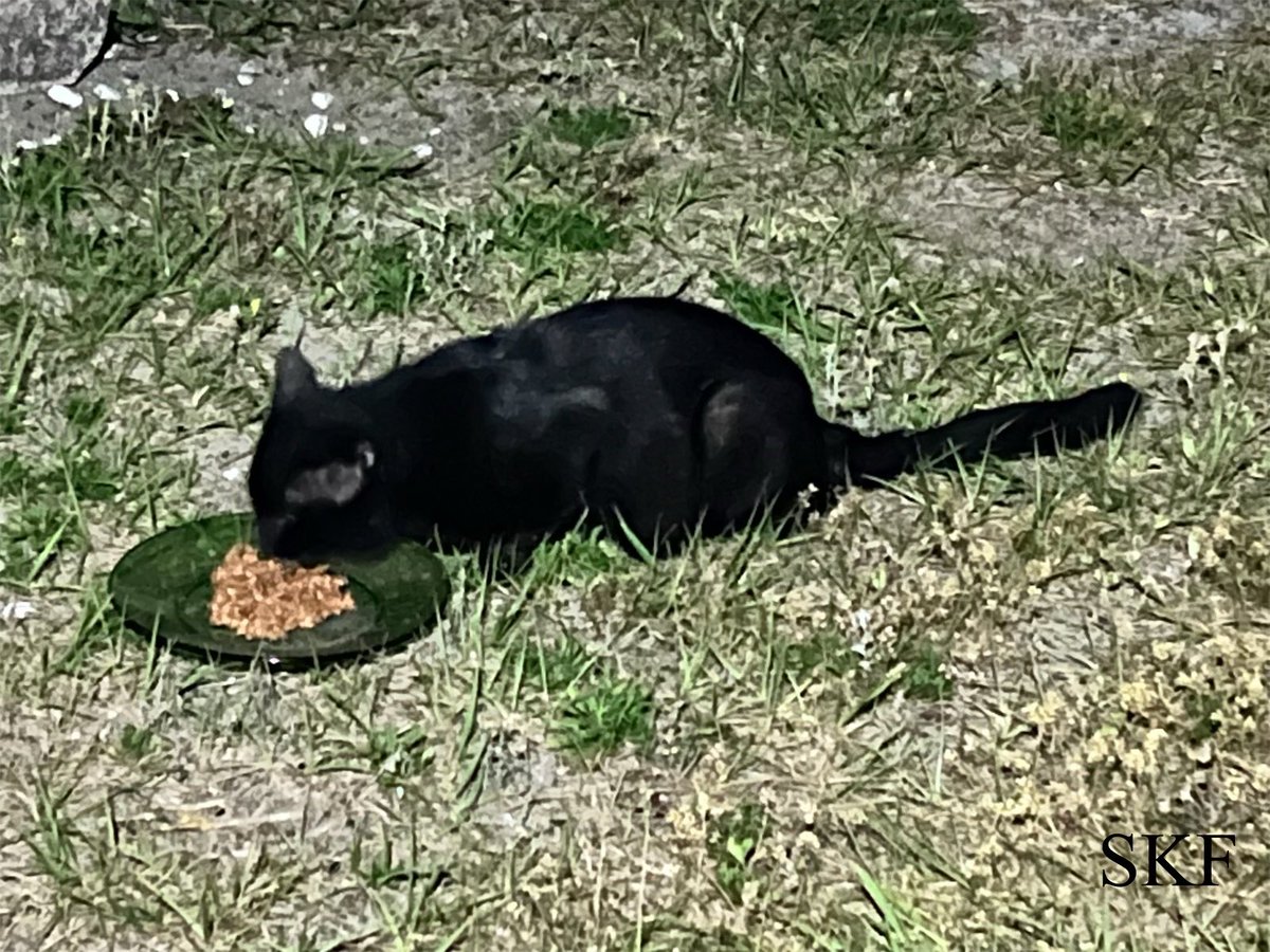 Indy: Hello Everyone, After completing my early #FridayMorning Neighborhood #HedgewatchForLottie Memorial Patrols, I’m enjoying my Breakfast in the backyard 🌈🌅👮‍♂️🌳🏡 I’m sending purrs of Peace & Comfort To Lottie’s family, may they feel the love we all had for her @CaptLottie