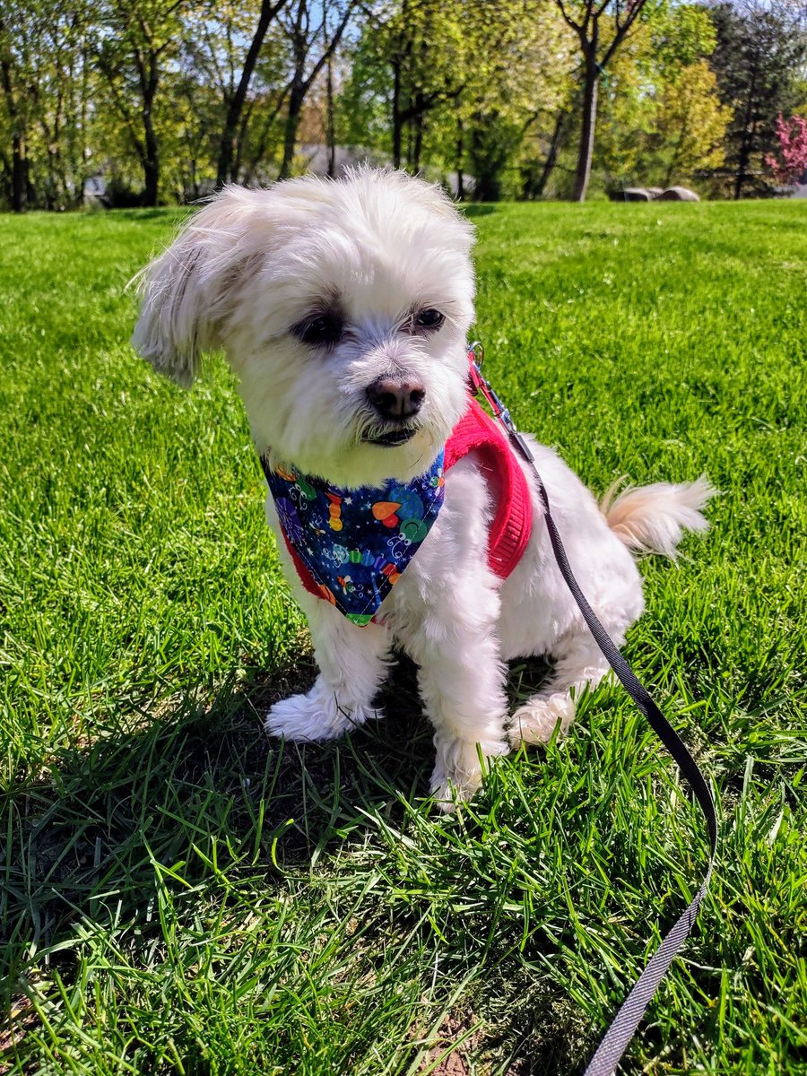 @CharliePawsUp Charlie, youse super duper handsome!😍 So's glad to see's youse healthy & happy! Mommy gonna borrow my ArtfulBoo tote bag🛍️ for 📚sale tomorrow🙄 At least she's ask permission this time😂 Yesterday I's was stylin' in my collector's item ArtfulBoo bandana😘❤️