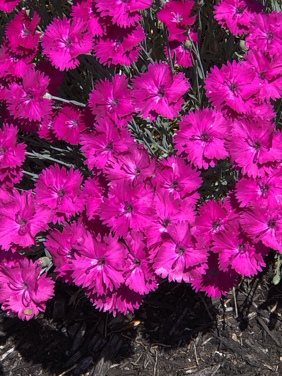 Good morning. Happy #FlowersOnFriday 😊

#PinkFriday #spring #flowers #flowersoftwitter #gardeningtwitter #flowerphotography