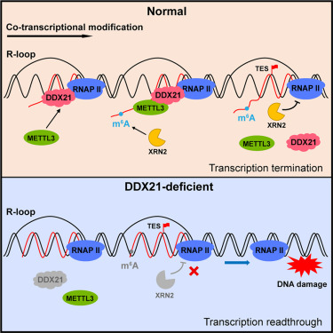 DDX21 mediates co-transcriptional RNA m6A modification to promote transcription termination and genome stability dlvr.it/T6MT84