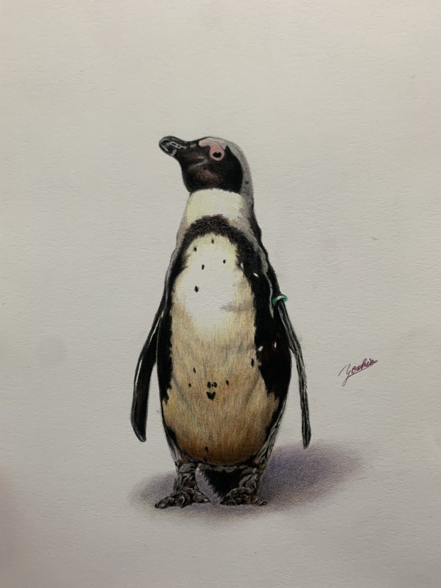 色鉛筆で描いた「ペンギン」🐧

イロドリアルさんの…
「色鉛筆画上達ドリル(動物編) P.48〜53  ペンギンを描く」

をもとにして描きました✨

ケープペンギンかな？
🐧( '-' 🐧 )

 #色鉛筆画 #色鉛筆
 #色鉛筆画上達ドリル
 #ペンギン
 #coloredpencil
 #coloredpencildrawing