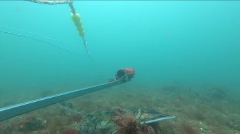 New study supports the future of marine recovery in #Sussex. Led by Life Sci colleagues Prof Mika Peck & Dr Valentina Scarponi, the study has identified 81 different species along our Sussex coastlines including the critically endangered European eel. sussex.ac.uk/news/research?…