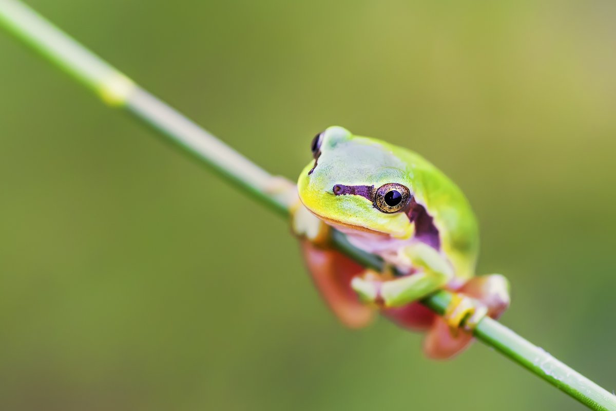 España es el país de Europa con mas mamíferos 🐻 y reptiles 🦎, el 2º en aves 🦆 y el 3º respecto a peces 🐟 y anfibios 🐸

Nuestra #biodiversidad tiene un valor incalculable e irreemplazable ¡Cuidémosla!