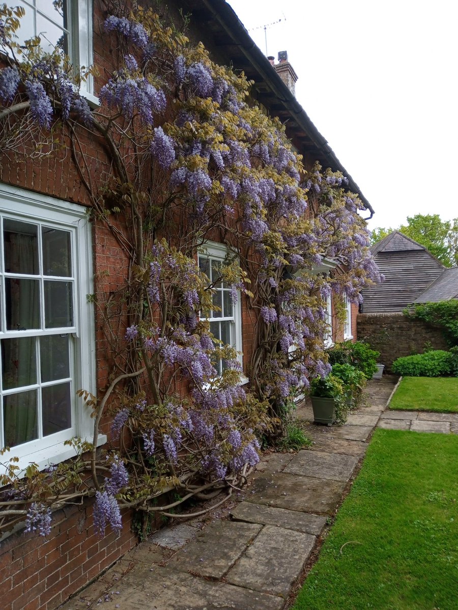 I've been pruning this for 9 years now. So pleased it keeps flowering