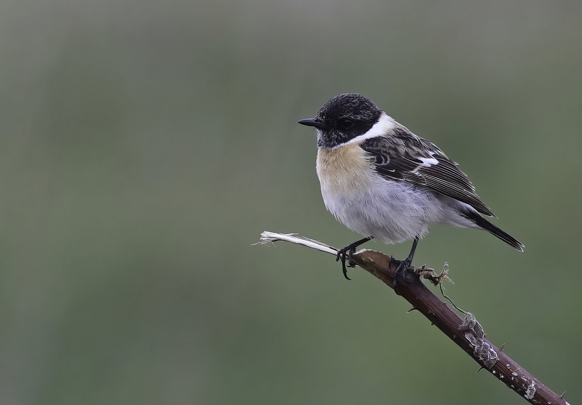 The cracking (it's a better descriptive than presumed!) Siberian Stonechat showing well this morning @FlamboroughBird. Heartening that it's feeding up on land managed by the observatory working together with @GarganeyTrust.