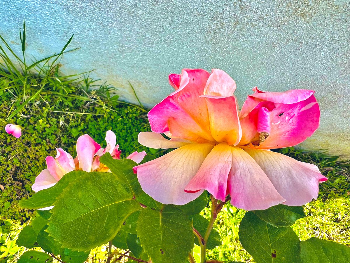 Oltre il muro rifiorendo la rosa e viene sera Haiku 🔴🍃 🌹Dolce meriggio a tutti voi🌿 mia📷